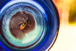 wasp extermination Saskatoon